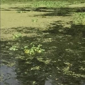 Meet your Posher, Carmen